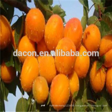 spray dried apricot powder